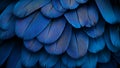 Close-up of blue macaw feathers Royalty Free Stock Photo