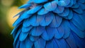 Close-up of blue macaw feathers Royalty Free Stock Photo
