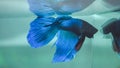 Male blue fighter fish or Siamese fighting fish or Betta splendens inside the aquarium. Royalty Free Stock Photo