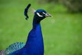 Male peacock portrait. with green blurred background Royalty Free Stock Photo