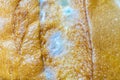 Close-up of blue-moldy bread Royalty Free Stock Photo