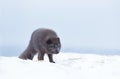 Close up of a Blue morph male arctic fox in winter