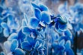 Close up of a Blue Moth Orchids flowers. Royalty Free Stock Photo