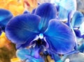 Close up of a Blue Mystic orchid flower