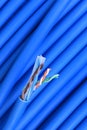 Blue network computer utp cable Royalty Free Stock Photo
