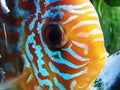 Close up of blue orange tribal pattern face discus ruby red eyes gorgeous full grown fish pretty puckering lips beautiful specimen Royalty Free Stock Photo