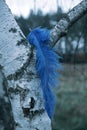 Lue ostrich feather hanging from birch tree Royalty Free Stock Photo