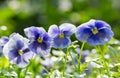 Blue pansy flower growing in a garden Royalty Free Stock Photo