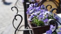 Close-up blue pansy flowers flowerpots summer terrace cafe.Decorative flower pots with spring flowers of viola cornuta.Pansies Royalty Free Stock Photo