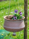 Blue pansy flowers hanging in a clay pot, pansies blooming in the garden