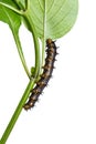 Blue pansy Junonia orithya caterpillar Royalty Free Stock Photo