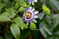 Close up of a blue passion flower, also called Passiflora caerulea or Blaue Passionsblume Royalty Free Stock Photo