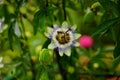 Close-up of a Blue Passion flower (Passiflora caerulea) on a tree Royalty Free Stock Photo