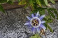 Blue passion flowers and leaves in nature Royalty Free Stock Photo