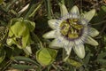 Close-up of blue passionflower flowers Royalty Free Stock Photo