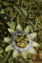 Close-up of blue passionflower flowers Royalty Free Stock Photo