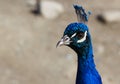 Close up Blue Peacock head Royalty Free Stock Photo