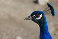 Close up Blue Peacock head Royalty Free Stock Photo