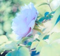 Close-up of a blue peony and green leaves. Blurred background bokeh. Shallow depth of field. Toned image. Royalty Free Stock Photo