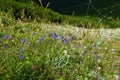 Close up of blue Phyteuma hemisphaericum in selective focus