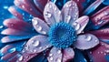 Close up of blue and pink gerbera flower with water drops Royalty Free Stock Photo