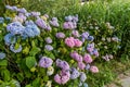 Close-up of blue and pink hydrangea flowers as a background Royalty Free Stock Photo