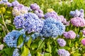 Close-up of blue and pink hydrangea flowers as a background Royalty Free Stock Photo