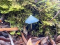 Close up of a blue pinkgill mushroom, New Zealand
