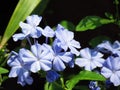 Close up Blue Plumbago auriculata, Cape plumbago or Cape leadwort, beautiful flowers blooming in the garden Royalty Free Stock Photo