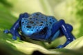 A close up of a blue poison dart frog on a leaf. Royalty Free Stock Photo