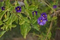 Close up of Blue potato bush flowers in Crete, Greece Royalty Free Stock Photo