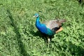 Close up of a blue pretty peacock standing on grass on a sunny day Royalty Free Stock Photo