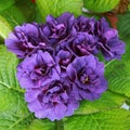 Close-up of blue primrose with double flowers in a flowerbed Royalty Free Stock Photo