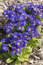 Close-up of blue primrose in a flowerbed Royalty Free Stock Photo