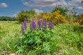 Close up of blue purple blooming Garden lupine, Lupinus perennis, Royalty Free Stock Photo