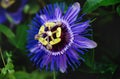 Close up of a blue purple colored passion flower, Spain Royalty Free Stock Photo