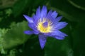 Close up blue purple lotus flower with water drop of rain on blur green lotus leave in background,filtered image,selective focus Royalty Free Stock Photo