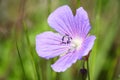 Close-up of a blue-purple Meadow Crane\'s-bill flower (Geranium pratense) Royalty Free Stock Photo