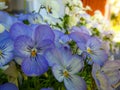 Close up of blue, purple pansy flowers, pansies blooming in spring garden