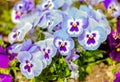 Close up blue with purple viola flowers on flowerbed in garden