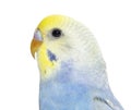 Close-up of a Blue rainbow Budgerigar bird head, isolated on whi Royalty Free Stock Photo