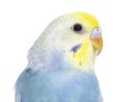 Close-up of a Blue rainbow Budgerigar bird head, isolated on whi Royalty Free Stock Photo