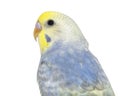 Close-up of a Blue rainbow Budgerigar bird head Royalty Free Stock Photo