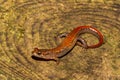 Blue Ridge Dusky Salamander Desmognathus orestes