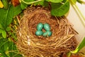 Close-up of Blue Robin Eggs in a Nest in a Tree Royalty Free Stock Photo