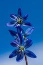 Close up of blue scilla flowers against a blue sky