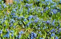 Blue scilla or Siberian Squill flowers on Ãânatural spring flowerbed background. Royalty Free Stock Photo