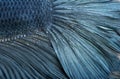 Close-up of Blue Siamese fighting fish, Betta Splendens Royalty Free Stock Photo