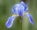 Blue Siberian Iris bloom