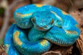 Close-up of a blue snake (Python reticulatus)